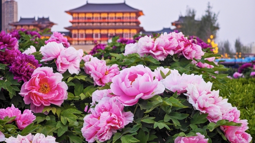 憑高鐵票，這里的六大景區(qū)門票享半價優(yōu)惠！