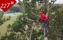 樹(shù)梢上的美容師